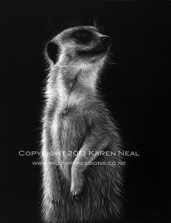 Meerkat scratchboard by New Zealand wildlife artist Karen Neal