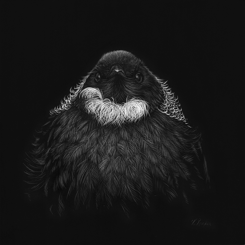 New Zealand Tui Scratchboard Artwork