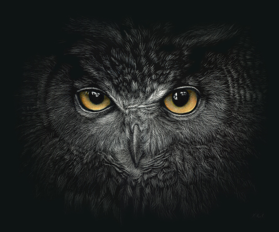 Owl scratchboard artwork