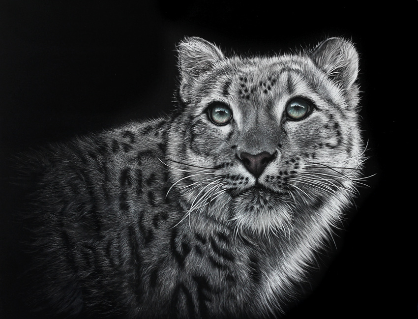 Snow leopard scratchboard artwork by New Zealand wildlife artist Karen Neal