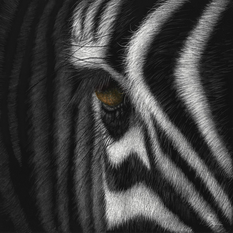 Zebra scratchboard by New Zealand Wildlife Artist Karen Neal