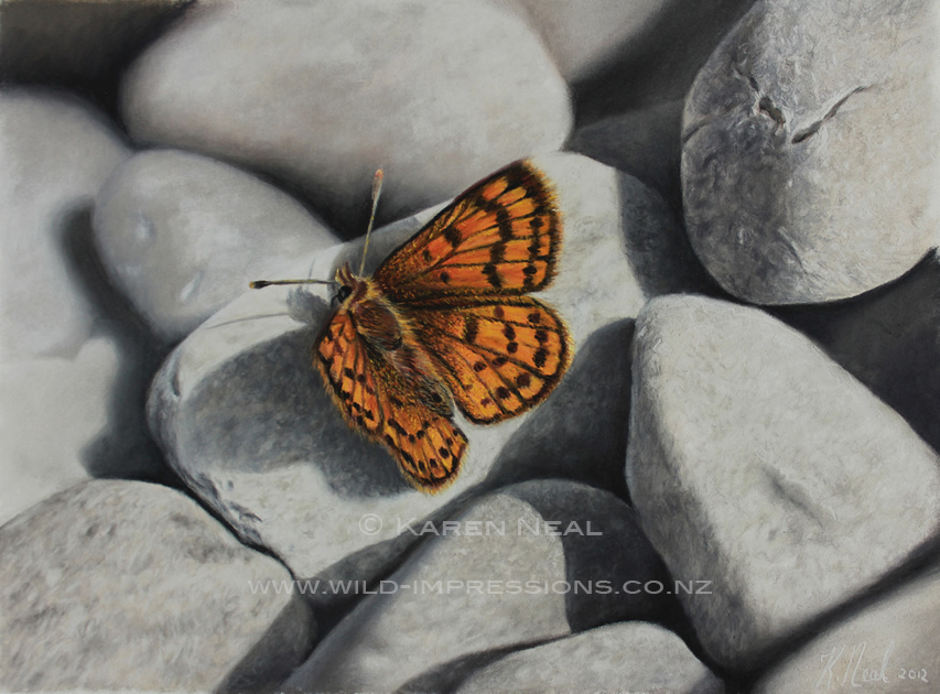 New Zealand Butterfly painting, Common Copper by wildlife artist Karen Neal