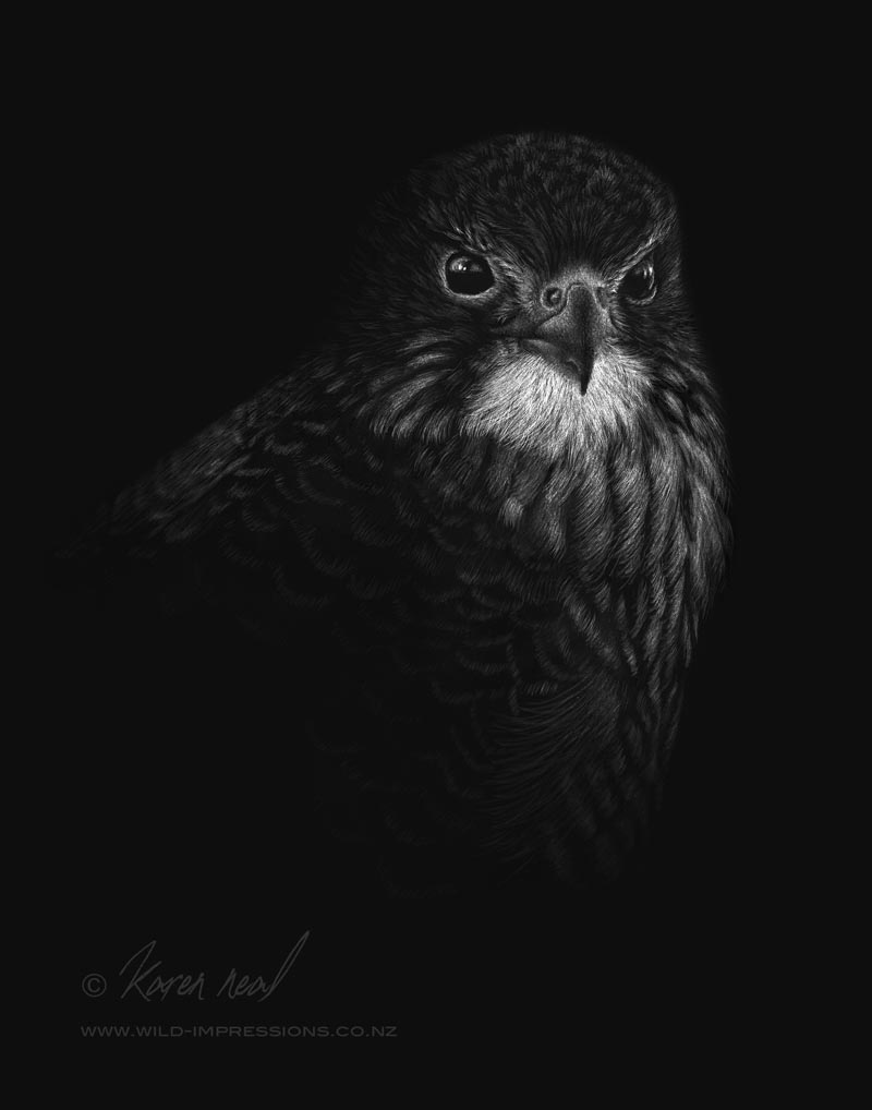 Karearea (New Zealand native falcon) by NZ Wildlife Artist Karen Neal