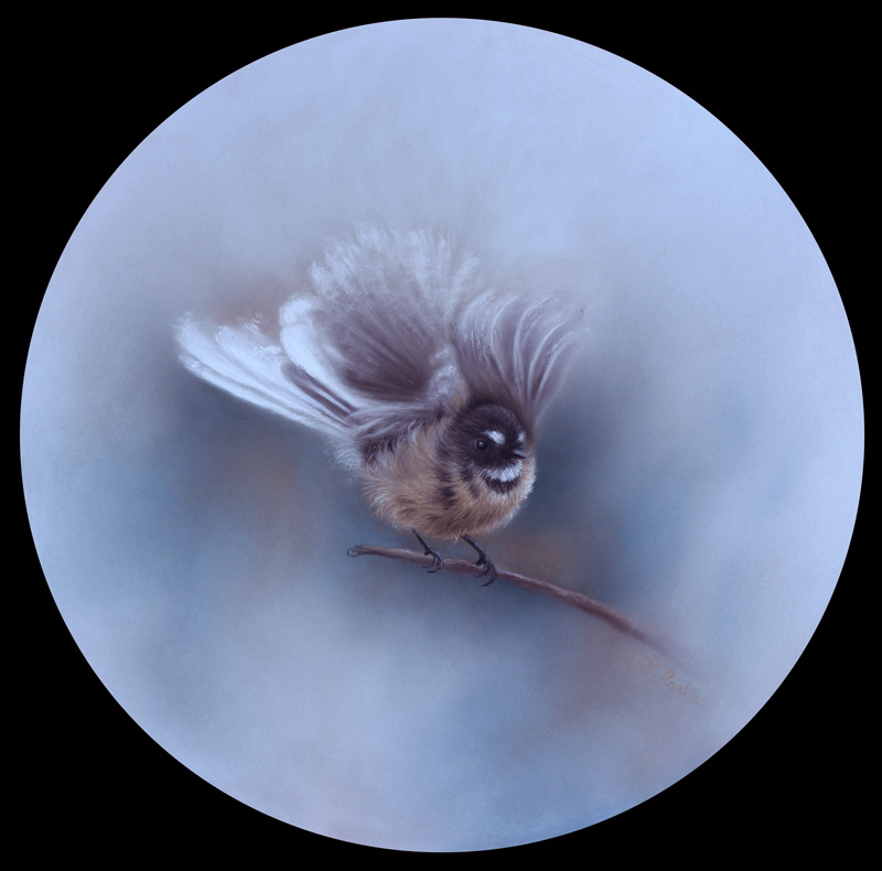 new zealand fantail bird art