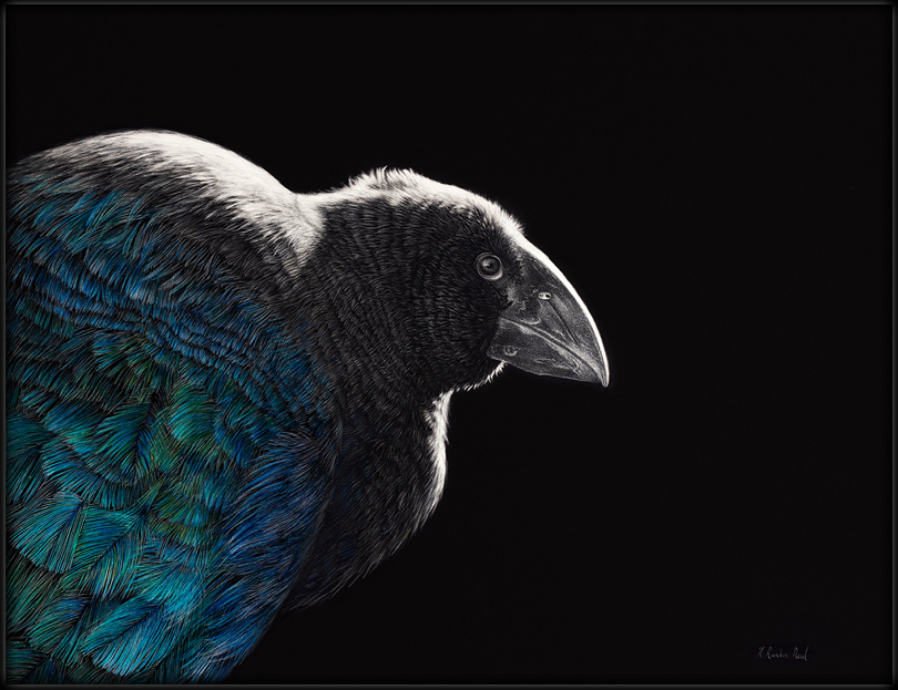 New Zealand Takahe
