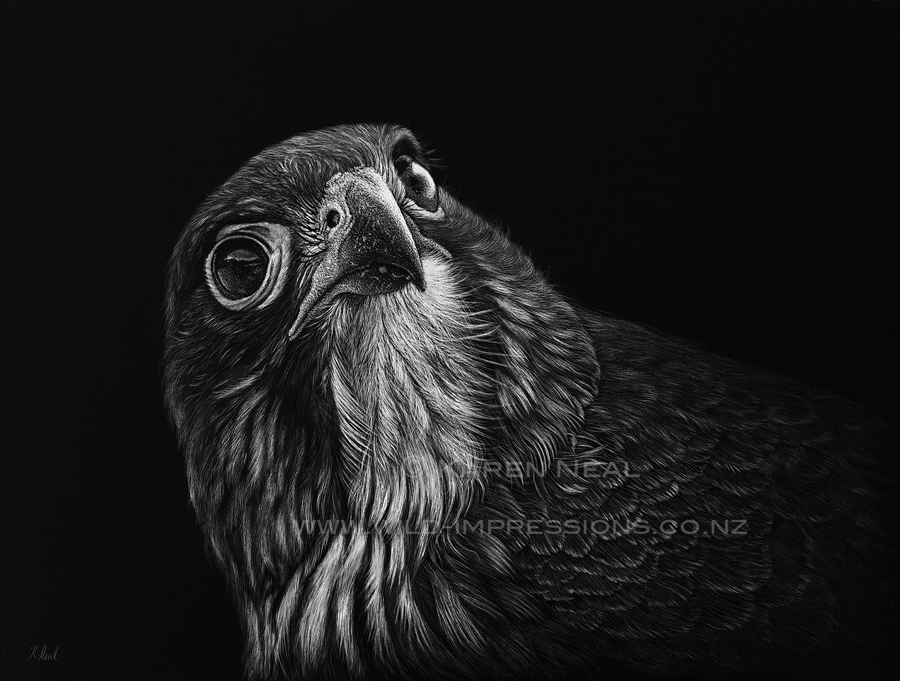 Karearea (New Zealand native falcon) by NZ Wildlife Artist Karen Neal