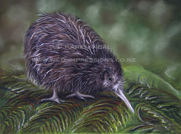 New Zealand kiwi painting in pastel by wildlife artist Karen Neal