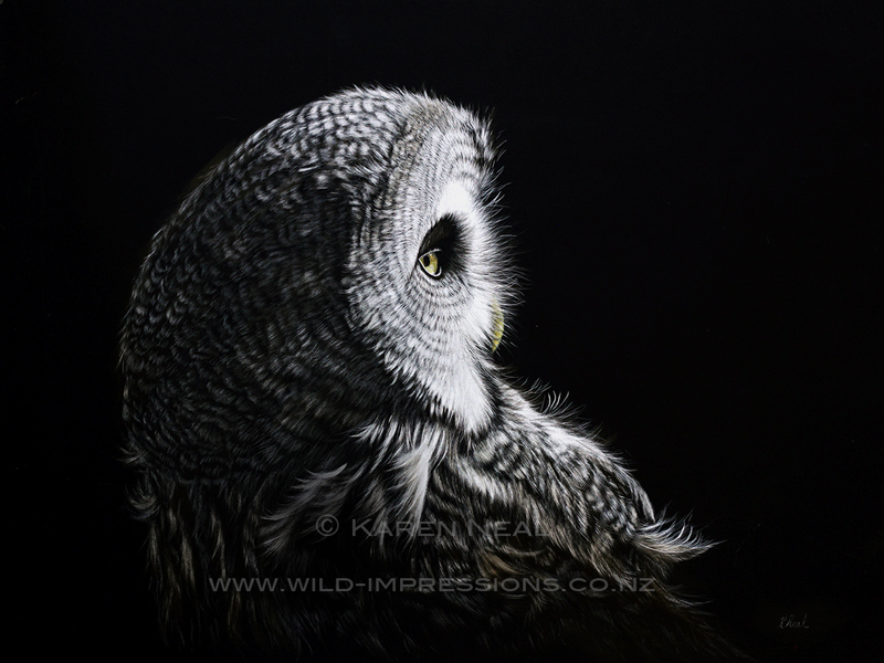 Great Grey Owl scratchboard artwork by NZ artist Karen Neal