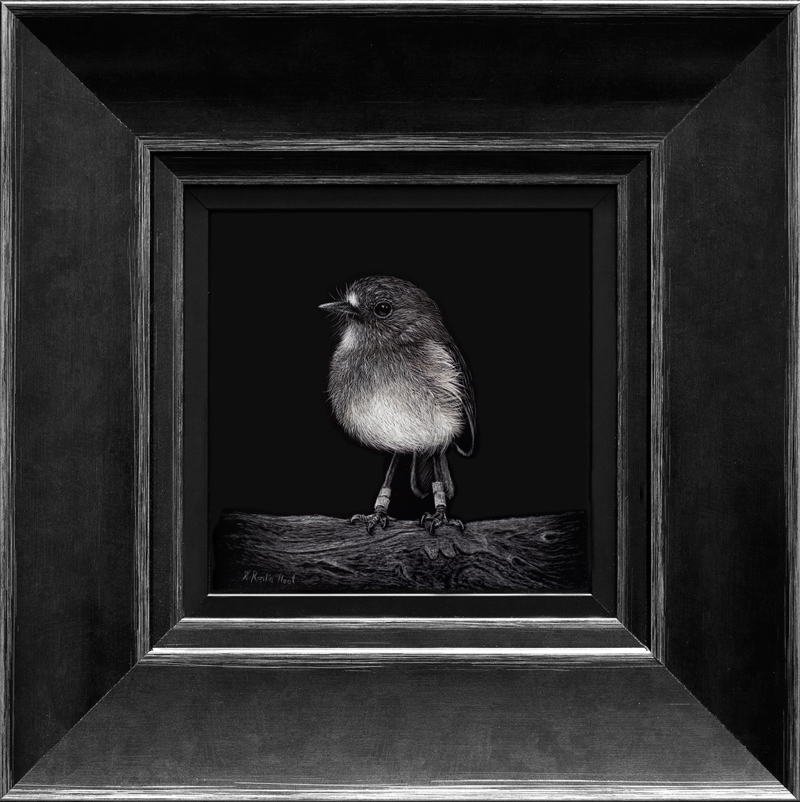 North Island Robin Toutouwai