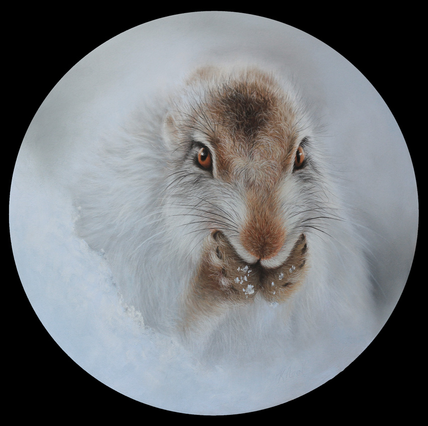 scottish snowy mountain hare painting