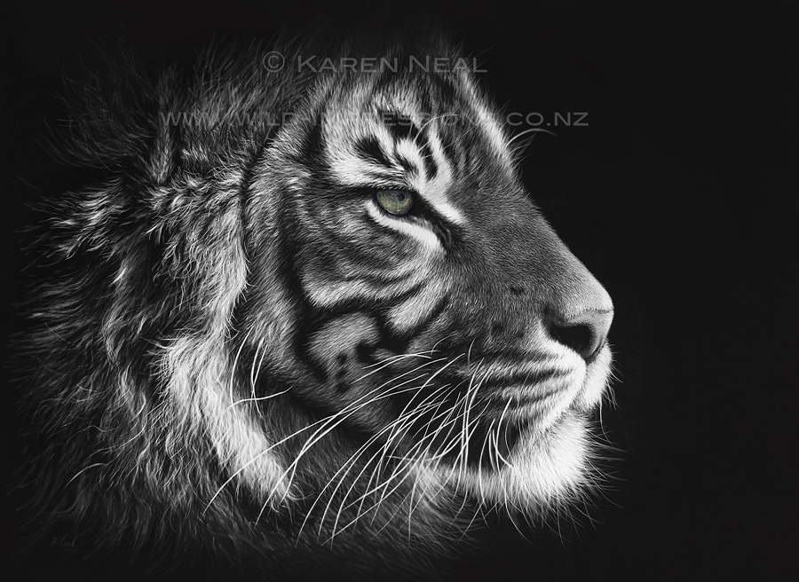 Sumatran tiger scratchboard artwork by wildlife artist Karen Neal