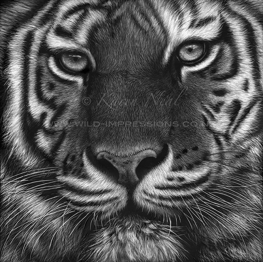 Amur Tiger Scratchboard Art by Wildlife Artist Karen Neal