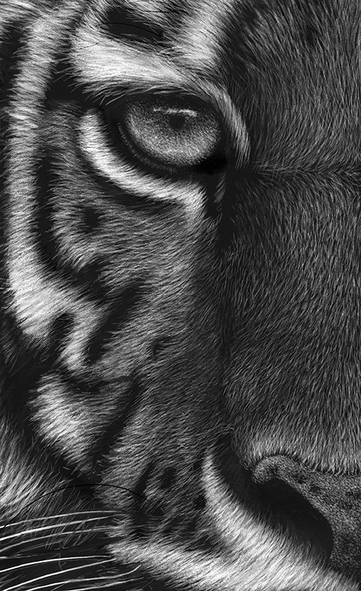 Amur tiger scratchboard artwork detailing