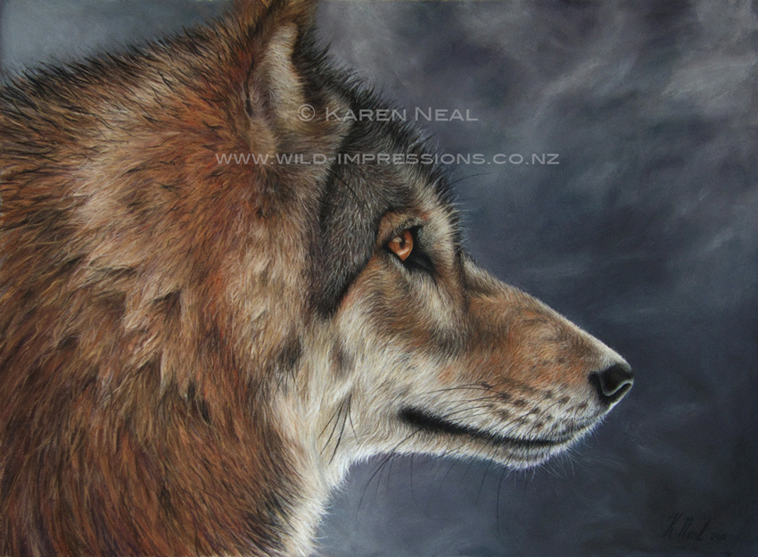Mongolian Wolf painting by New Zealand wildlife artist Karen Neal