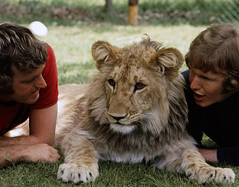 John and Ace with Christian the Lion in the UK in 1970s. Painting donation by wildlife artist Karen Neal