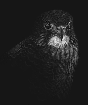 New Zealand Karearea Falcon print