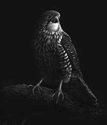 Karearea Falcon print
