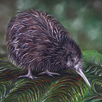 New Zealand Kiwi Bird print